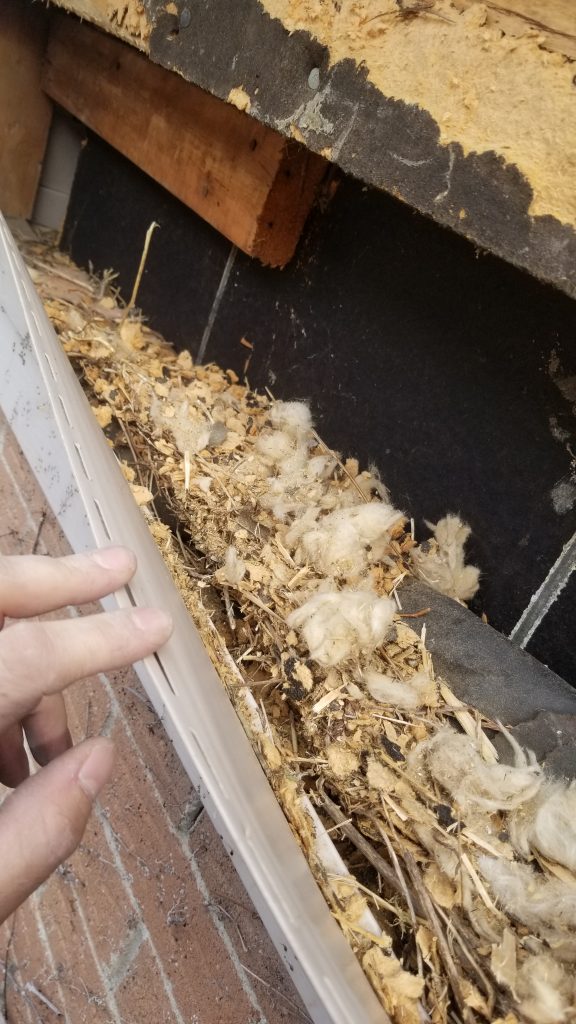 animal damage rodents in vinyl siding